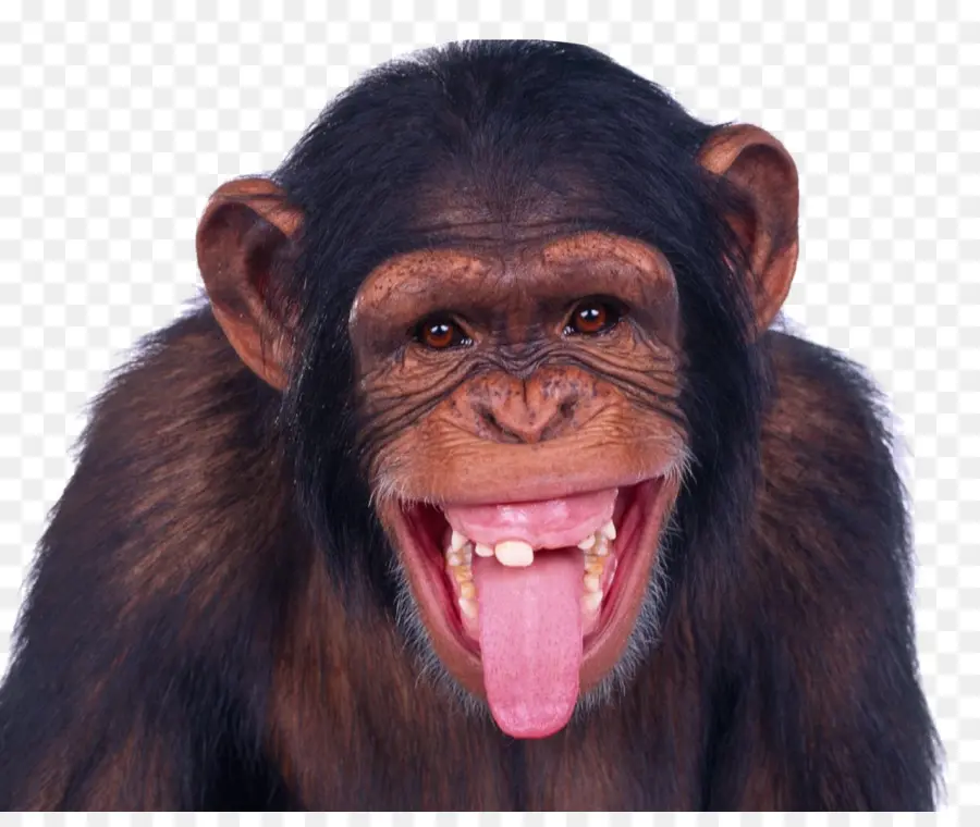 Chimpanzé，Singe PNG