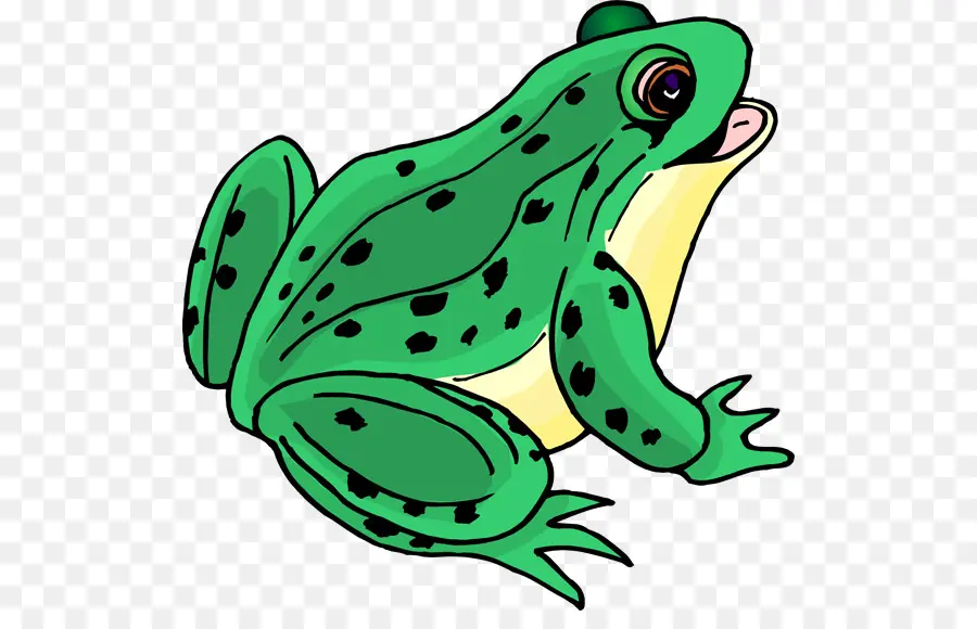 Grenouille Verte，Amphibie PNG