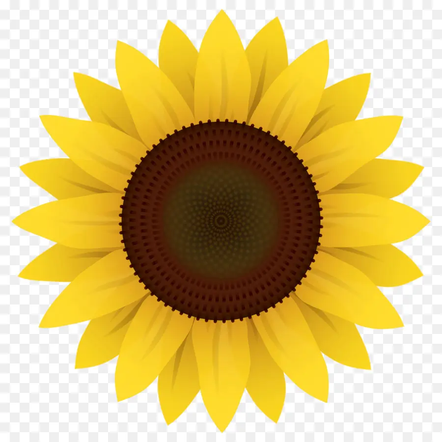 Tournesol，Jaune PNG