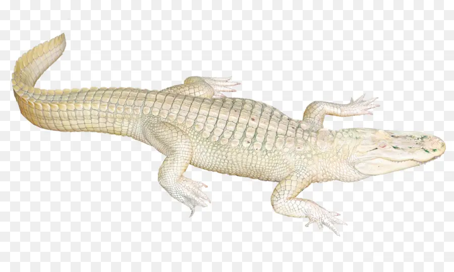 Gecko，Lézard PNG