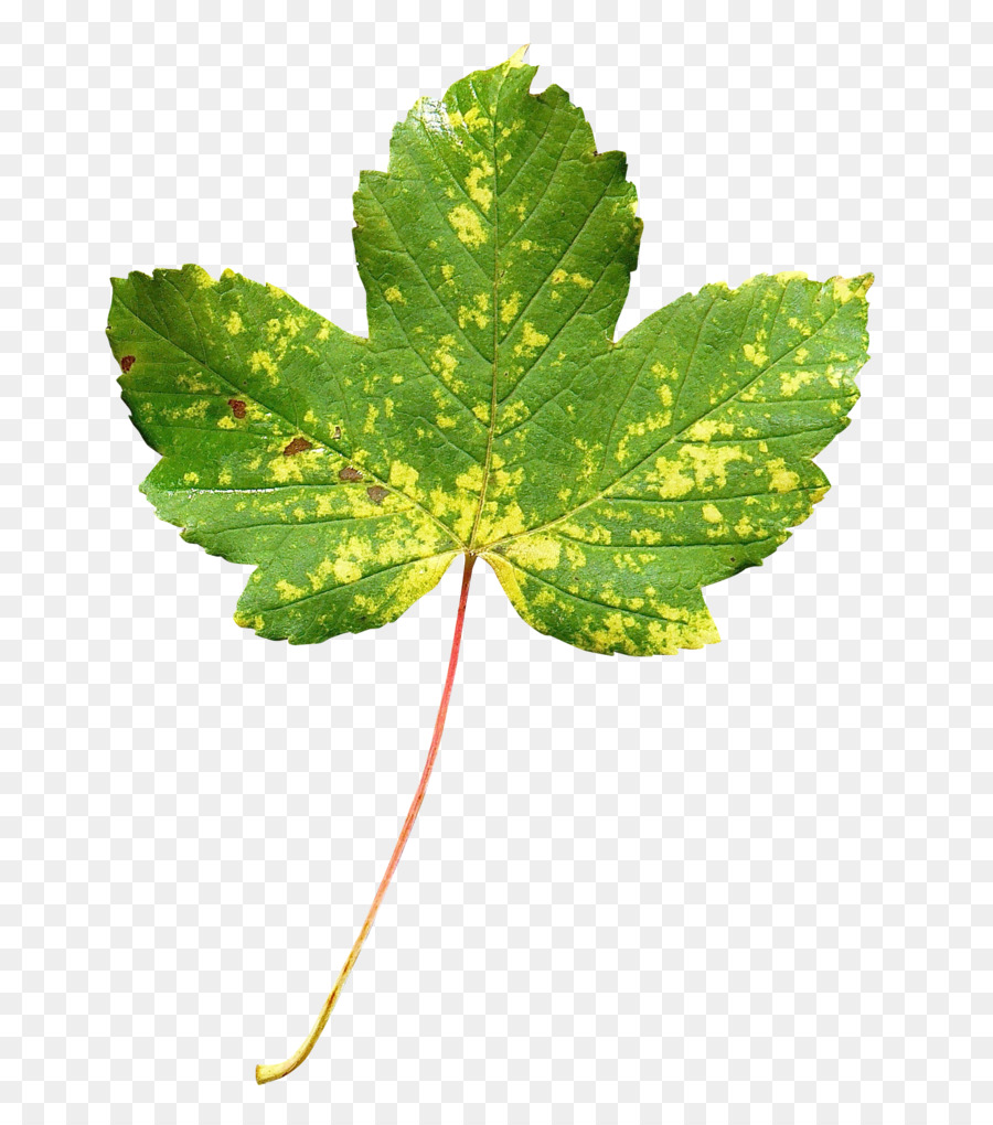 Feuille，Vert PNG