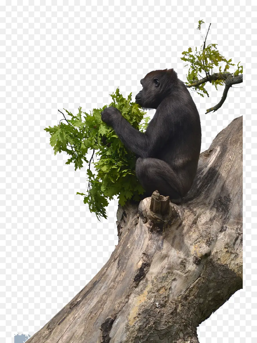 Orang Outan，Chimpanzé PNG