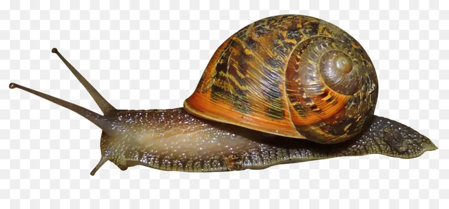 Gastéropodes，Escargot PNG