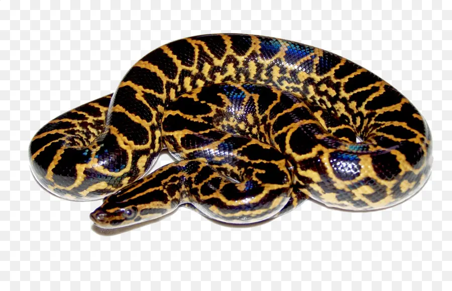 Serpent Python，Reptile PNG