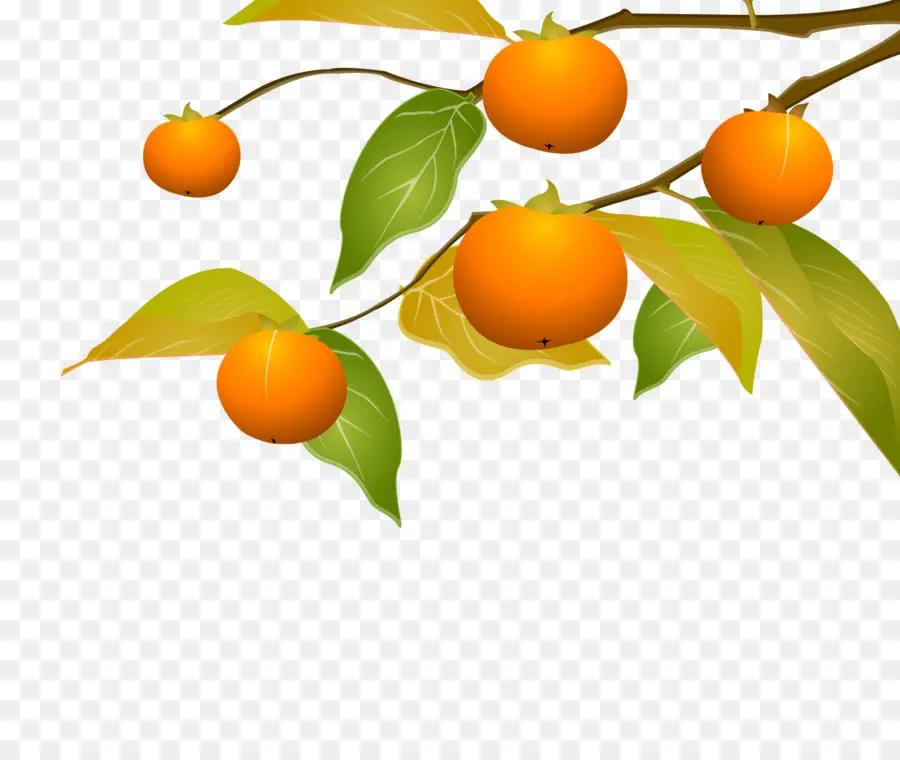 Kumquat，Tangerine PNG