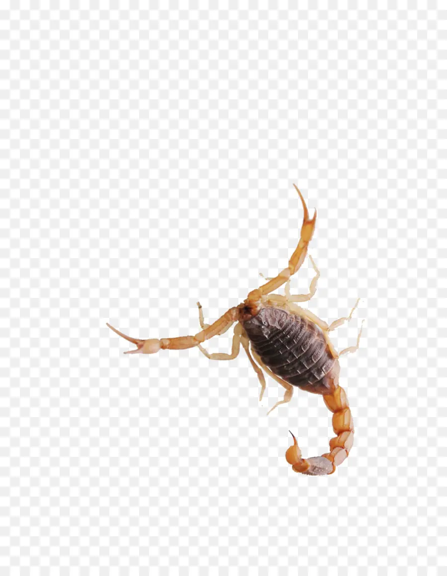 Scorpion，Arachnide PNG