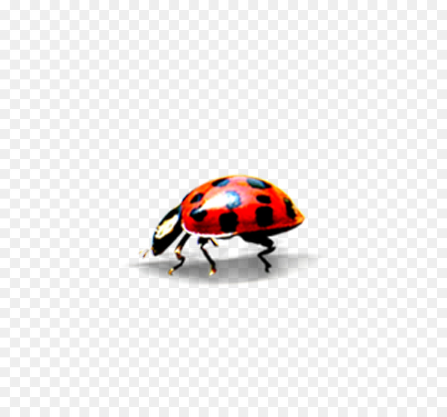 Coccinelle，Illustration Courante PNG