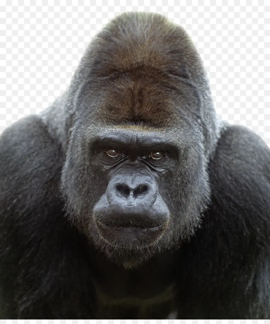 Gorille Occidental，Gorille Des Montagnes PNG