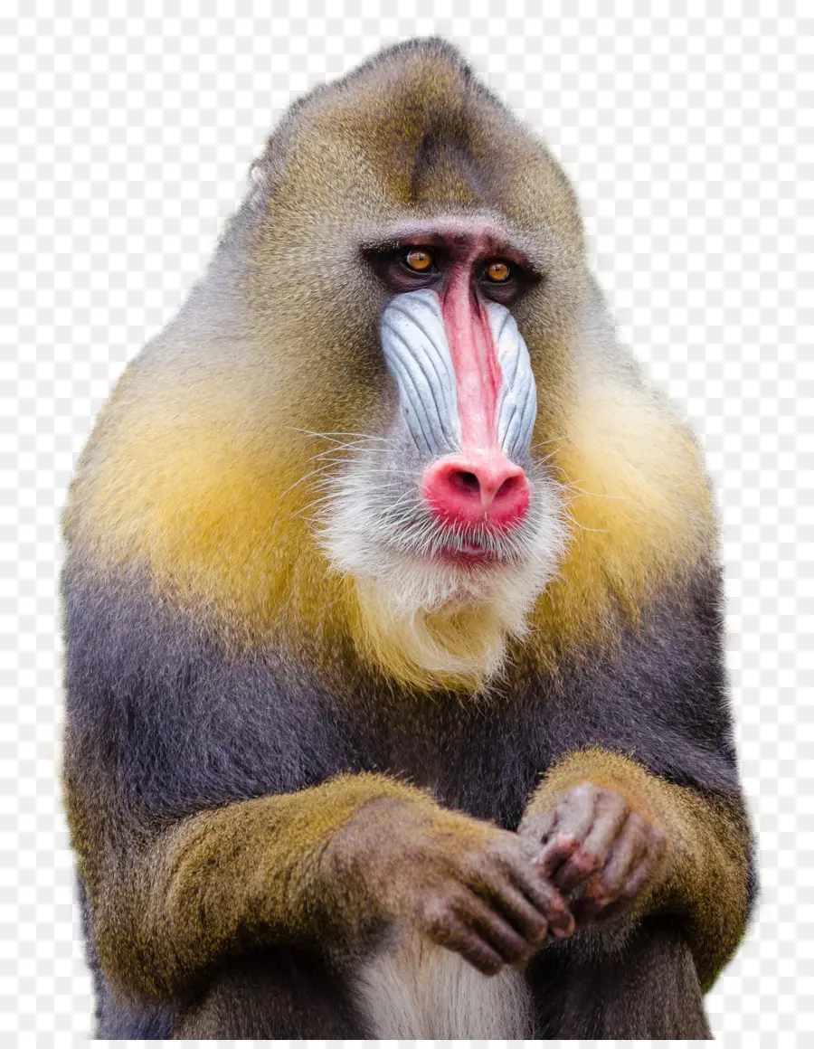 Mandrill，Macaque PNG