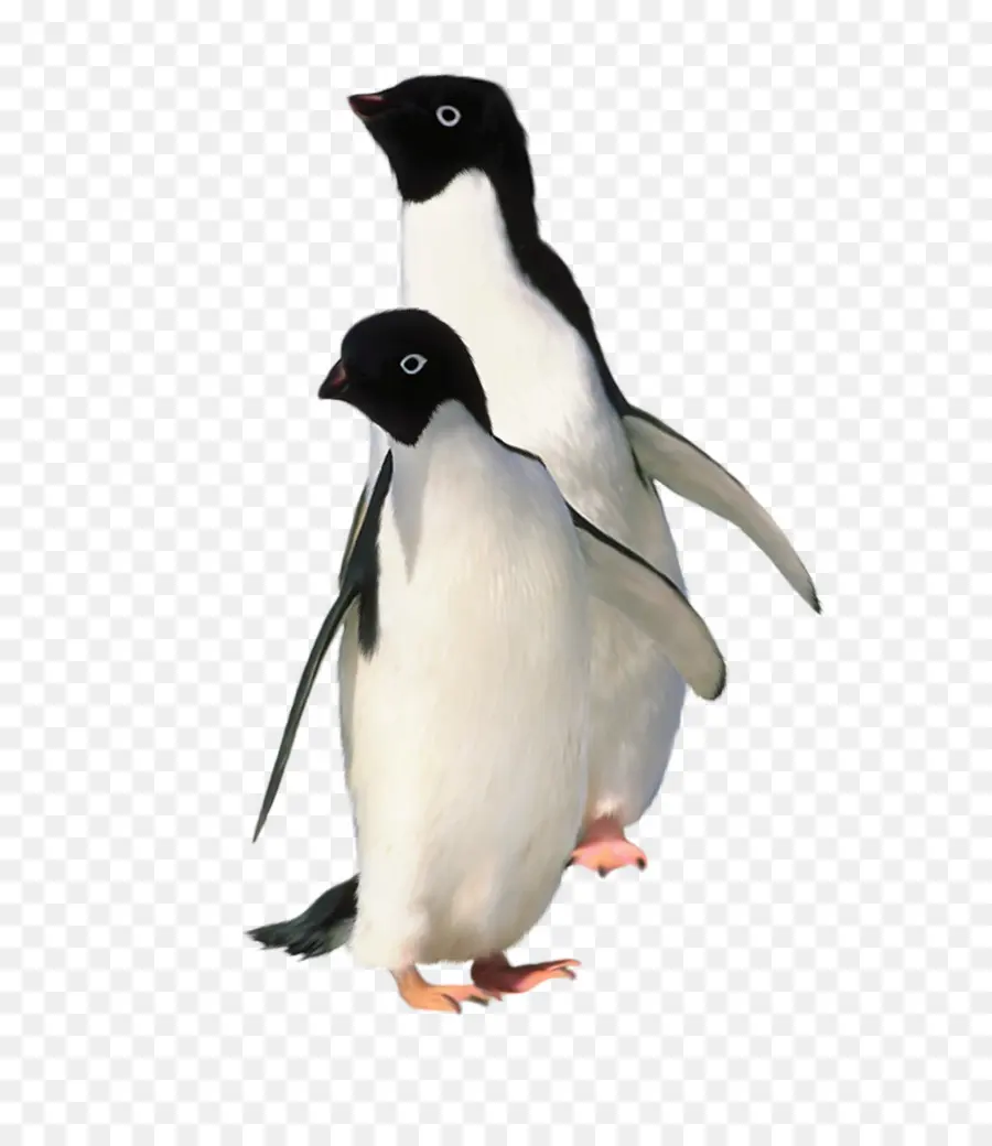 Penguin Rencontre，Pingouin PNG