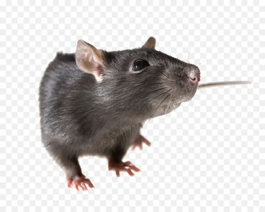 Rat Noir，Rongeur PNG