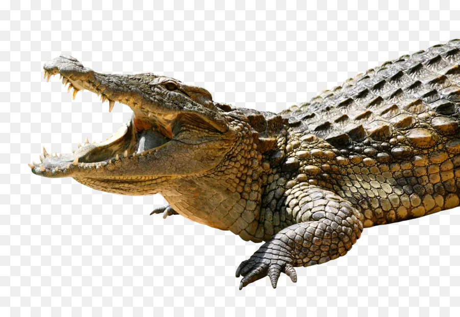 Crocodile，Reptile PNG