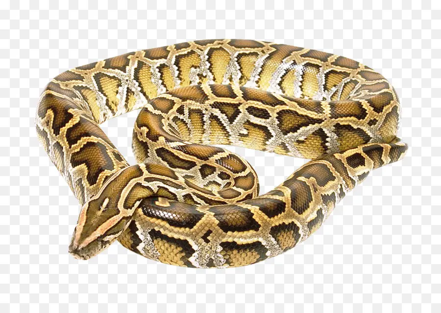 Anaconda，Serpent PNG