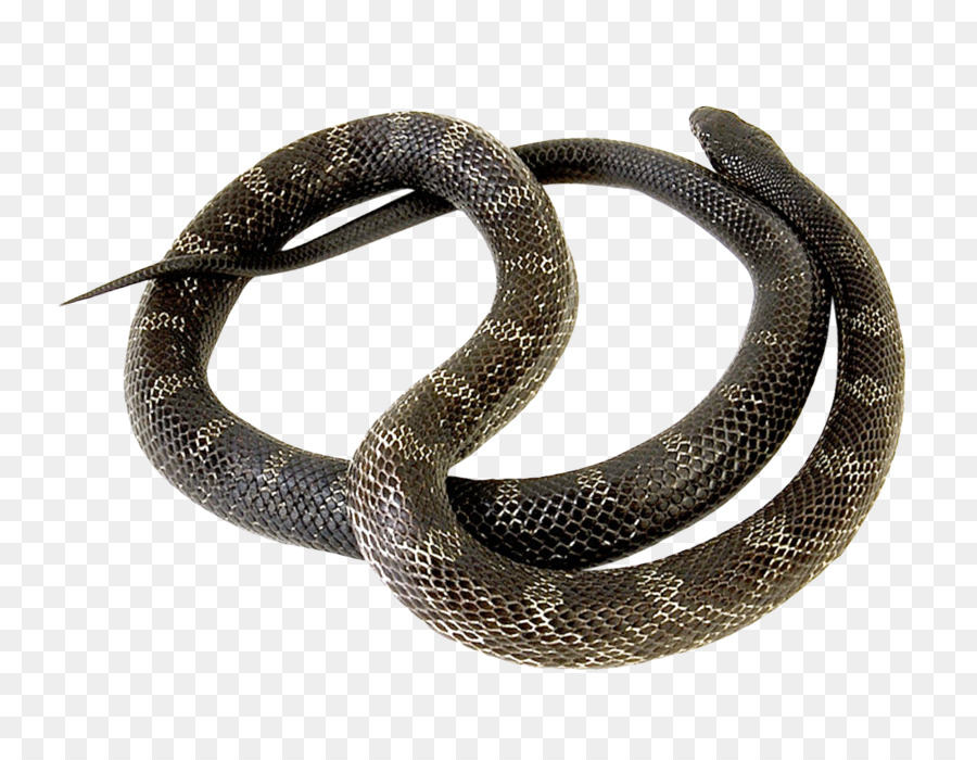 Serpent Noir，Reptile PNG