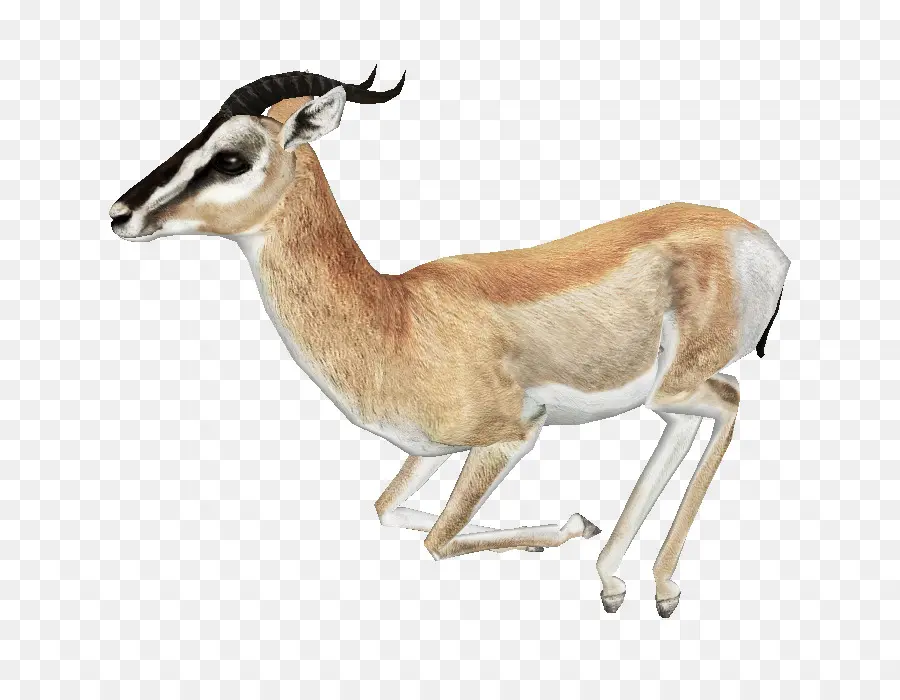Antilope，Gazelle De Montagne PNG