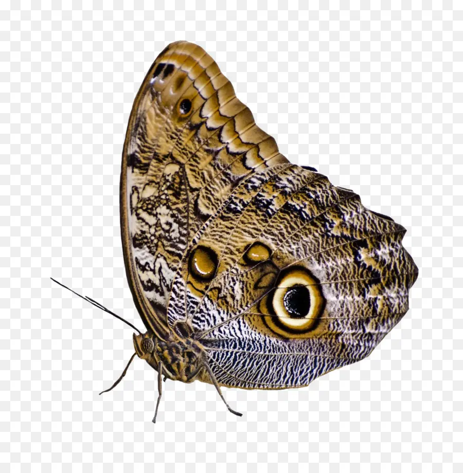 Papillon Marron，Papillon PNG