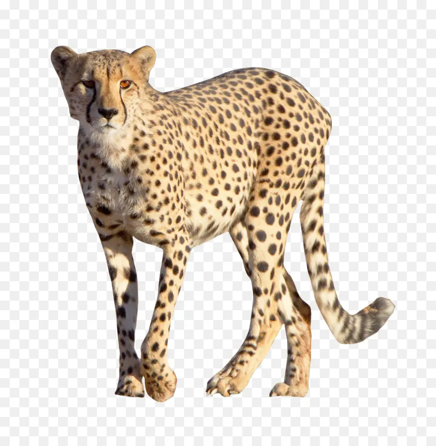 Le Guépard，Leopard PNG