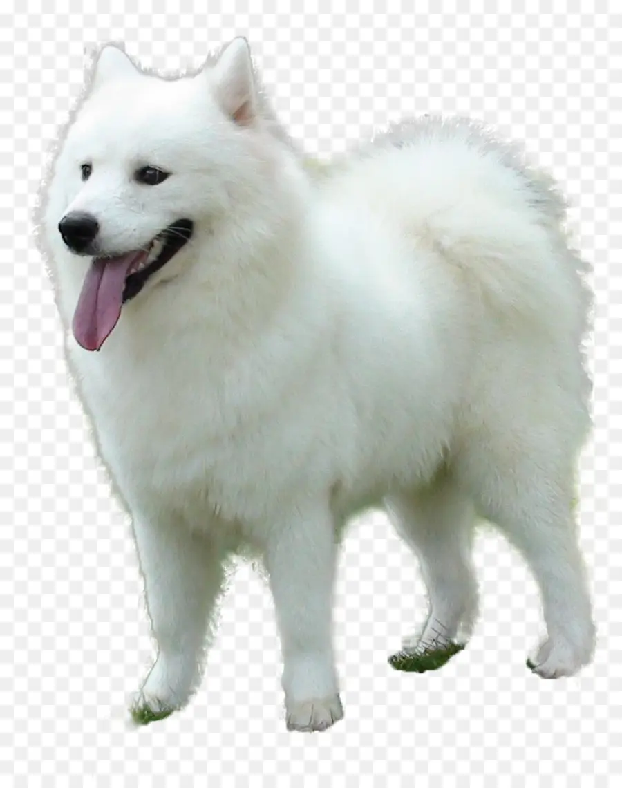 Chien Blanc，Animal De Compagnie PNG