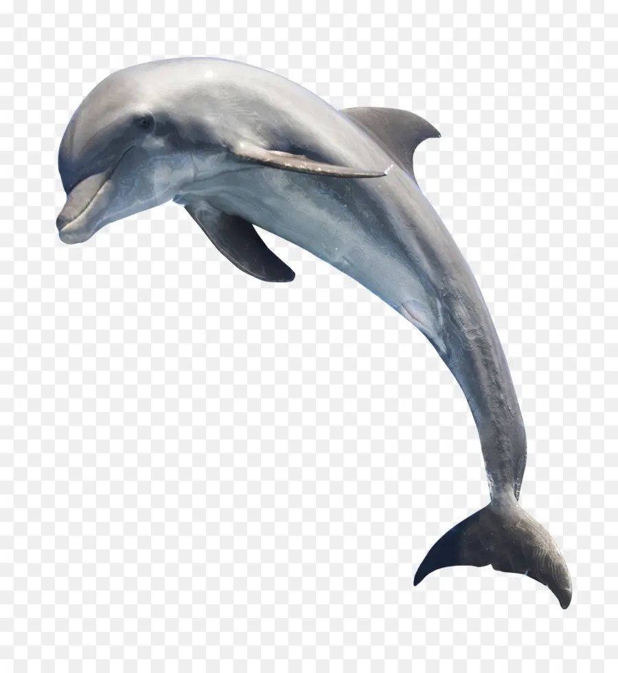 Baleine Denté，Baleine à Fanons PNG