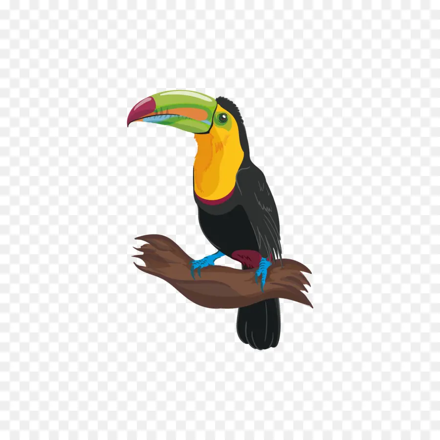 Oiseau，Adobe Illustrator PNG