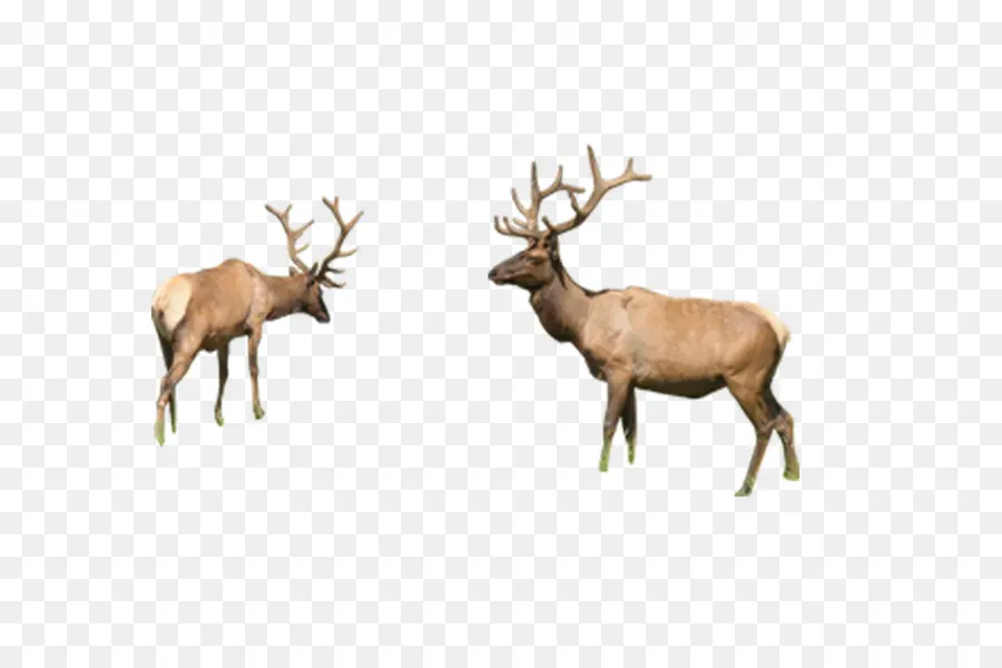 Wapiti，Bois PNG