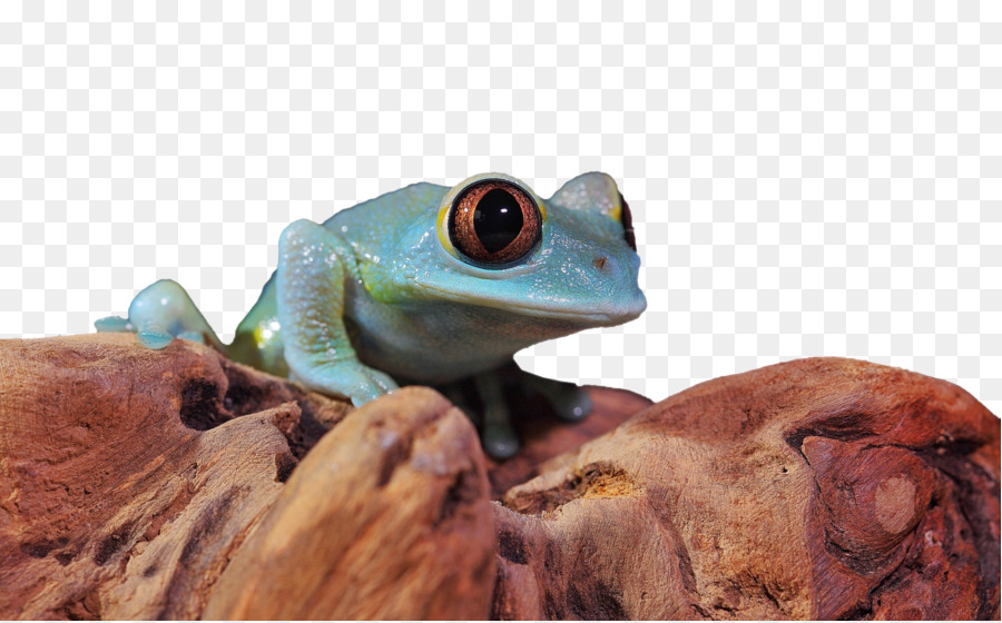 Grenouille，Amphibie PNG