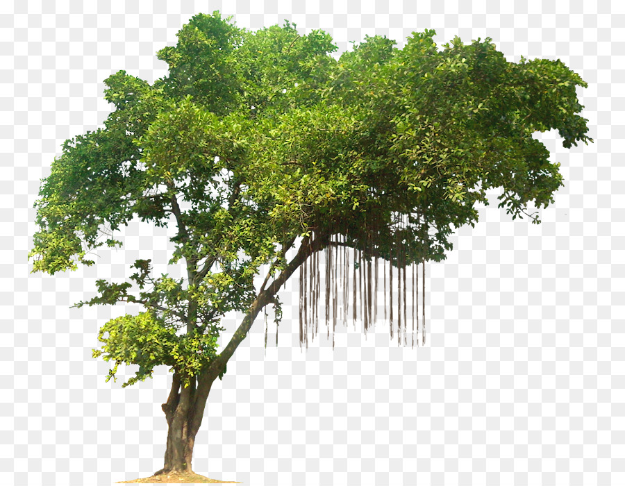 arbre la foret tropicale jungle png arbre la foret tropicale jungle transparentes png gratuit arbre la foret tropicale jungle png