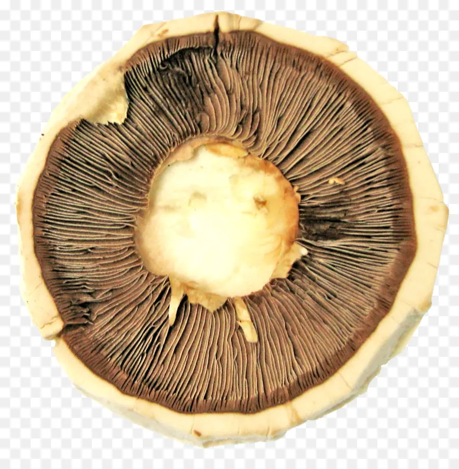 Champignon，Légume PNG