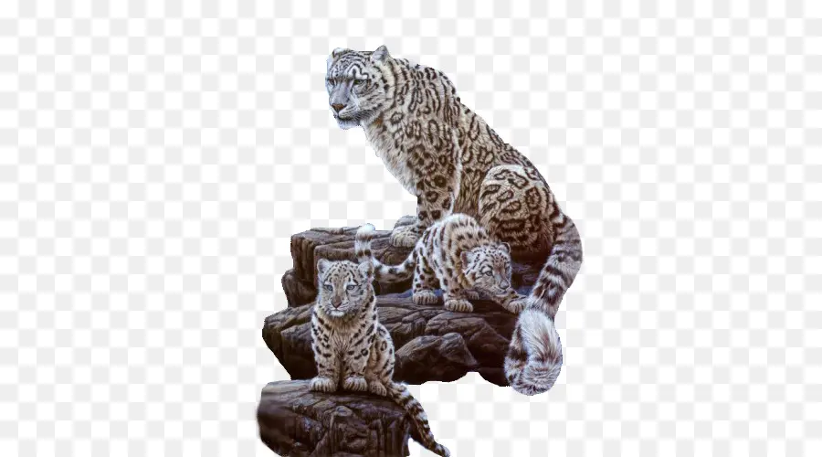 Leopard，Chat PNG