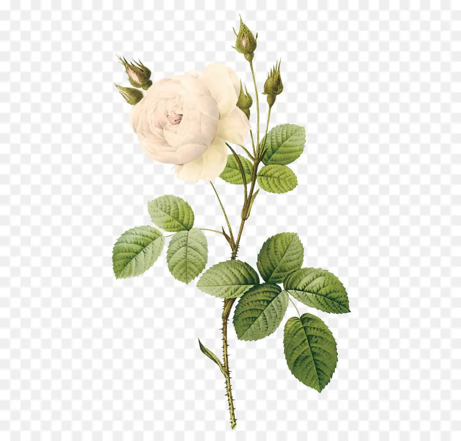 La Mousse Rose，Fleur PNG