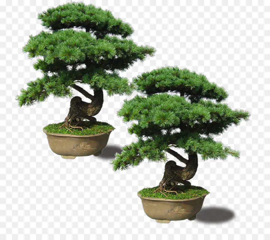 Japon，Pinus Thunbergii PNG