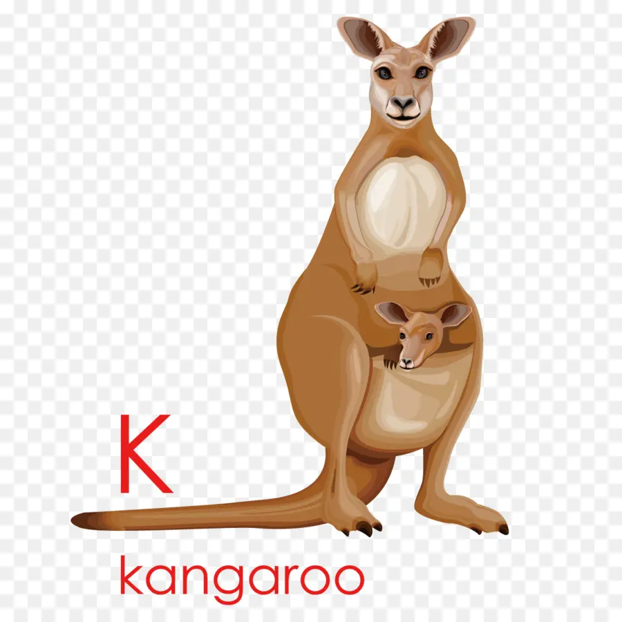 Kangourou，Marsupial PNG