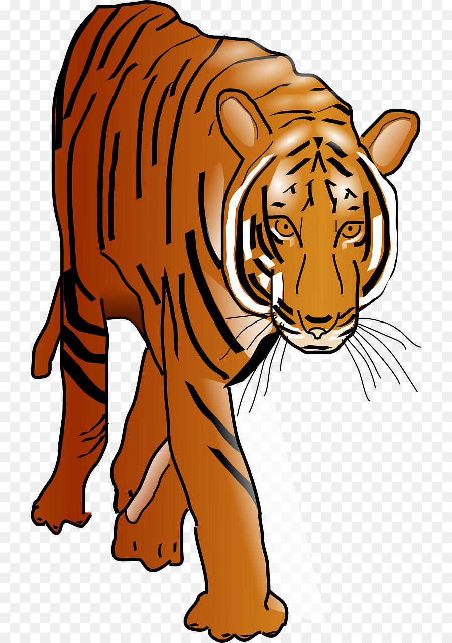 Dessin De Tigre，Rayures PNG