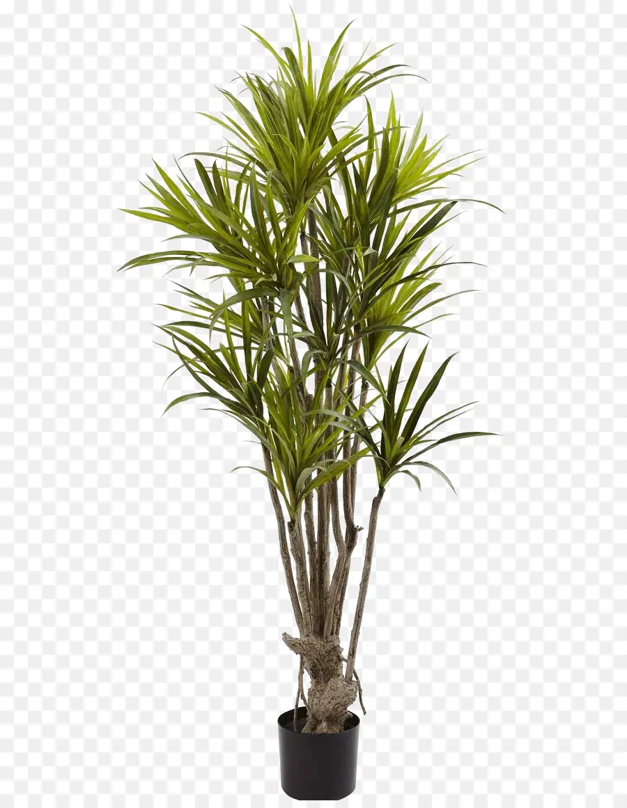 Plante Verte，Feuilles PNG