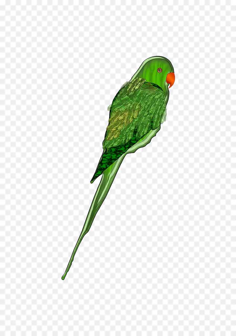 Perroquet Vert，Animal De Compagnie PNG