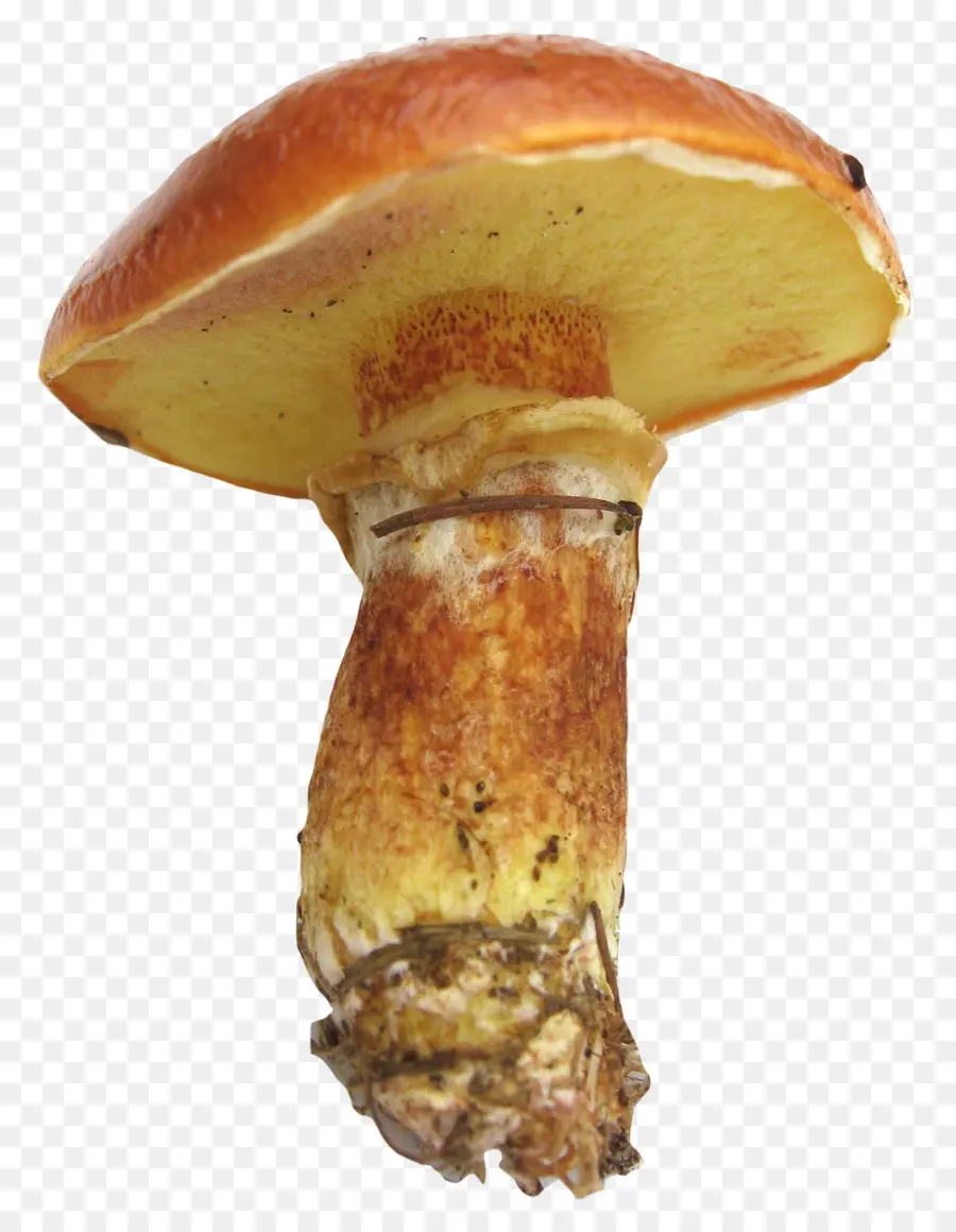 Champignons，Champignon Comestible PNG