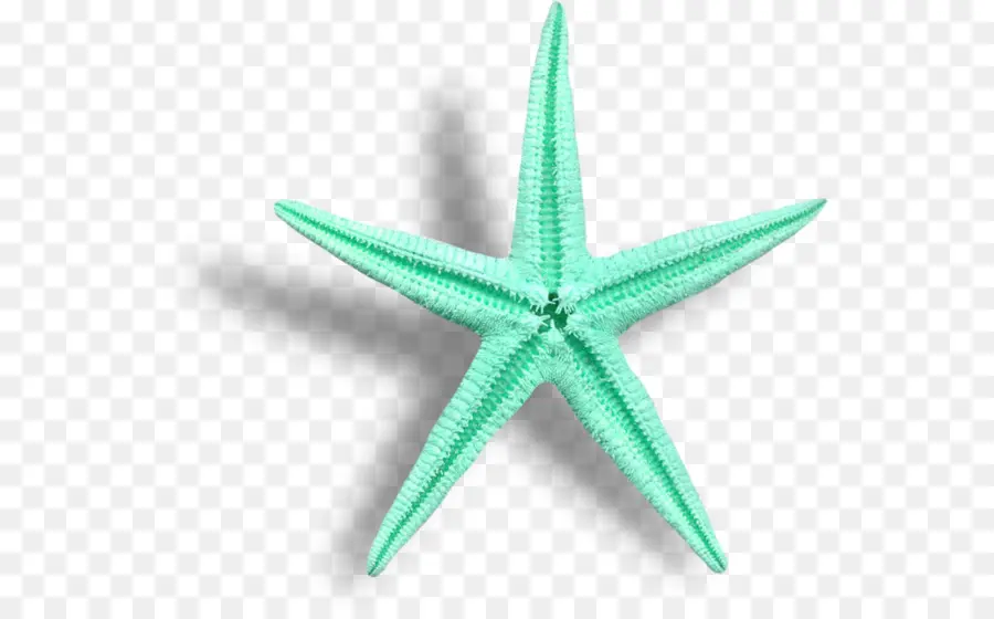 étoile De Mer，Dessin Animé PNG