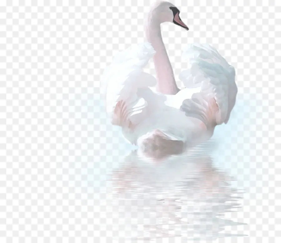 Cygne，Eau PNG