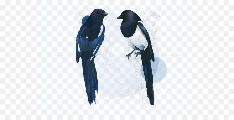 Les Corbeaux，Eurasie Magpie PNG