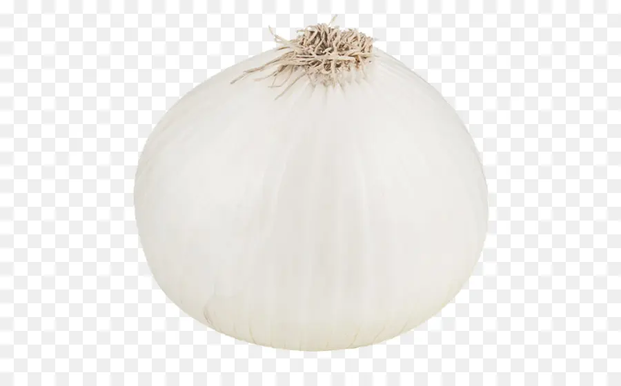 Oignon Blanc，Légume PNG