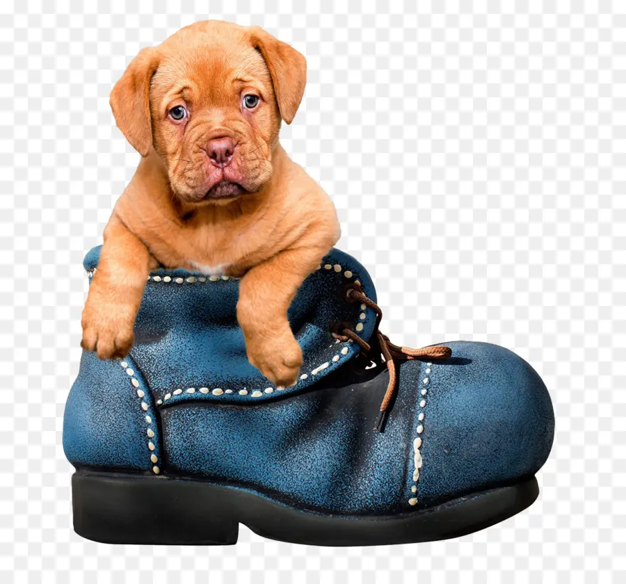 Chiot，Chien PNG