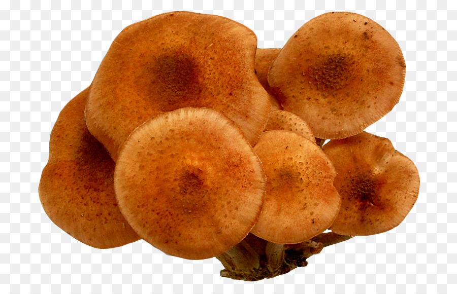 Champignons，Comestible PNG