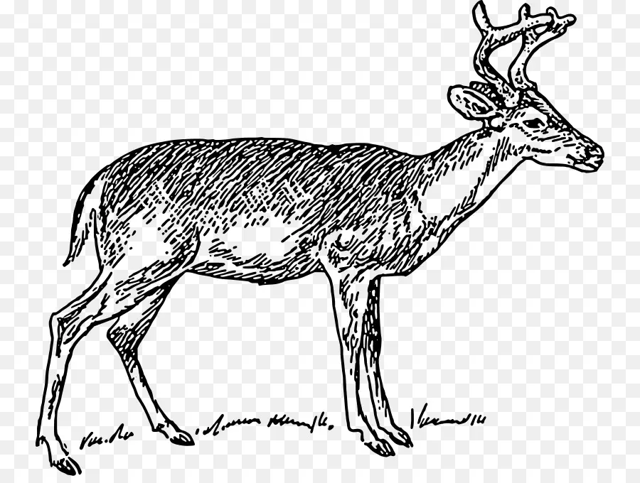 Cerf，Bois PNG