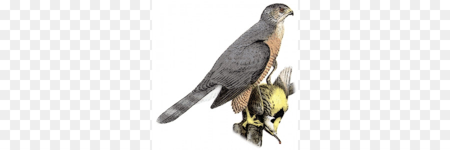 Coopers Hawk，Sharpshinned Faucon PNG