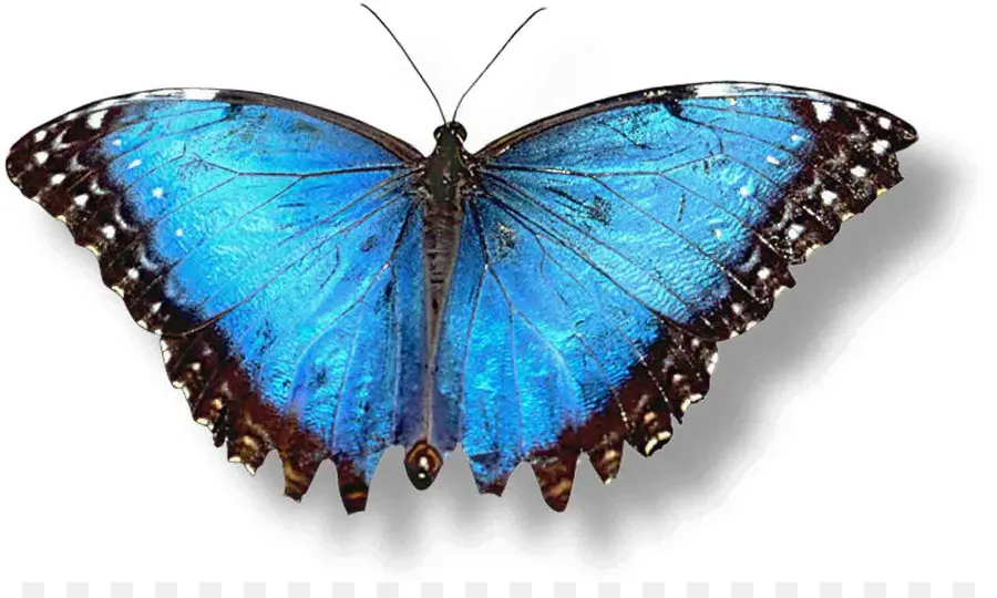 Papillon Bleu，Ailes PNG