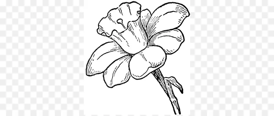 Fleur，Jonquille PNG