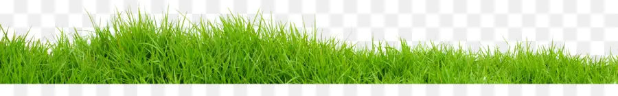 Herbe，Pelouse PNG