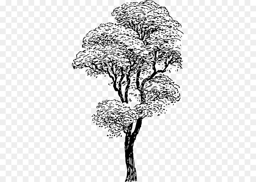 Arbre Dessin Noir Et Blanc Png Arbre Dessin Noir Et Blanc Transparentes Png Gratuit