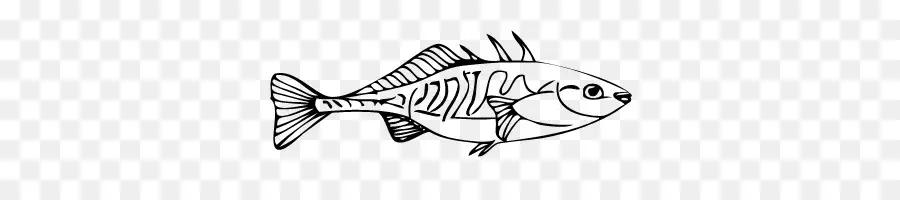 Poisson，Noir PNG