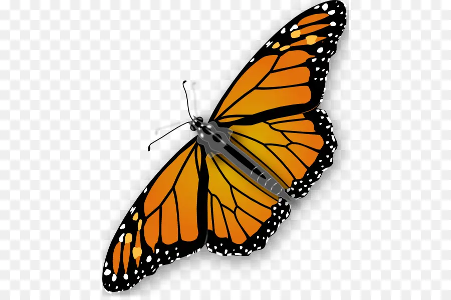 Papillon Monarque，Orange PNG